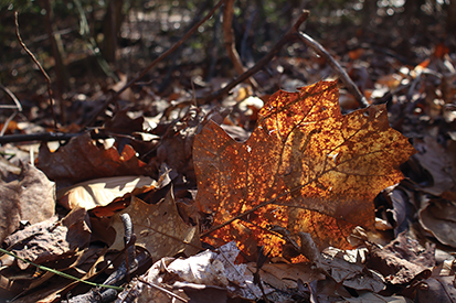 Photograph of a fall leaf.